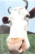 Hello! Cow