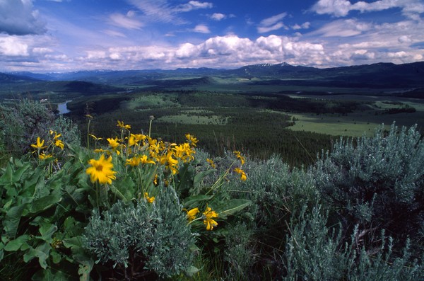 Jackson Overlook