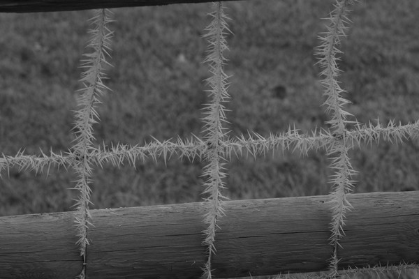 Frosty Wire