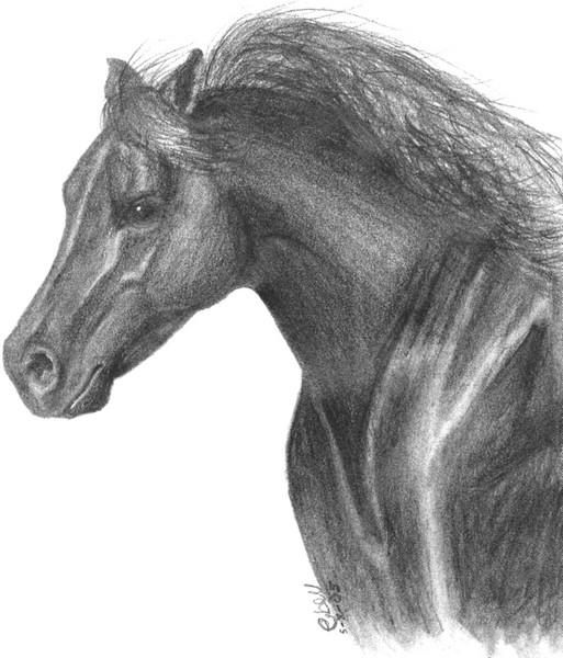 Wild_Horse