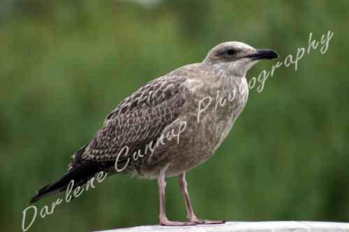 Young Seagull