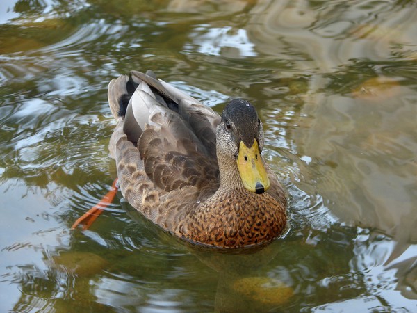 simply ducky