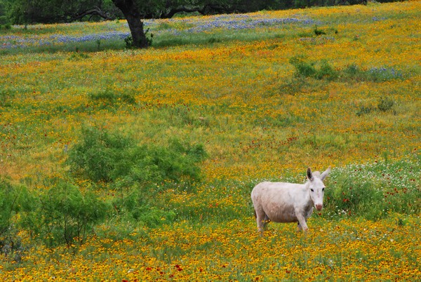 Donkey in the Wildflowers 2
