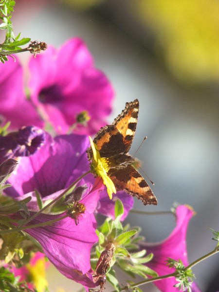 naturephoto /butterfly series