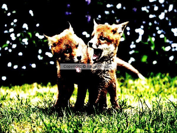 foxy babies 4