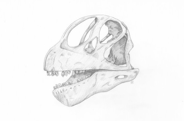 Camarasaurus Skull
