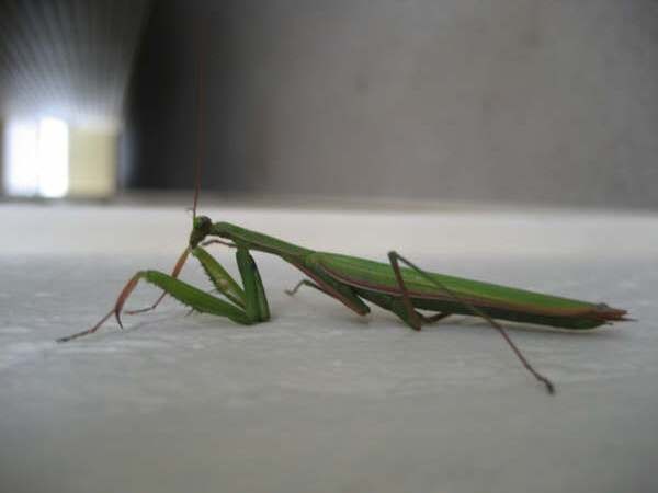 this mantis does not pray