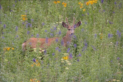 Deer In Glenwood Canyon