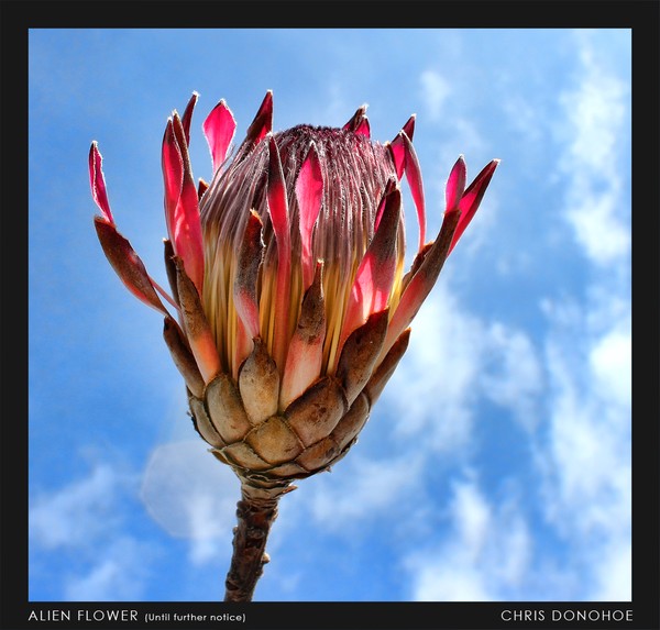 Alien Flower