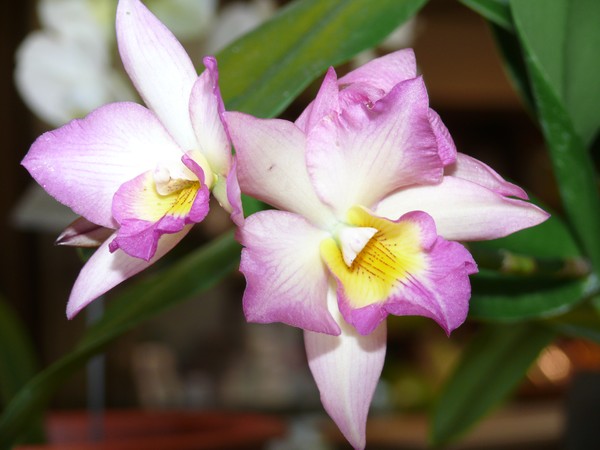Orchid #2