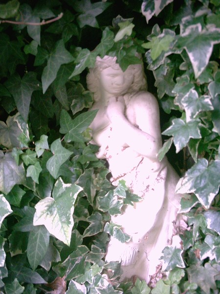 Venus sheltered in Ivy
