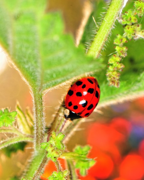 Lady Bug on stem