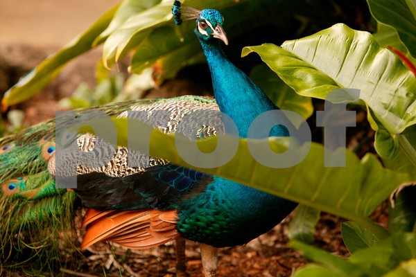 Hidden Peacock