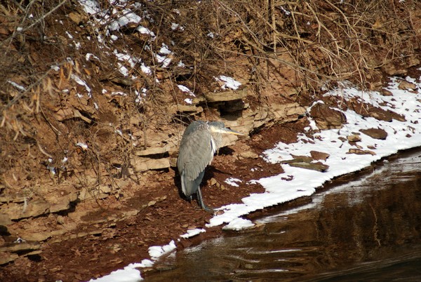 Heron