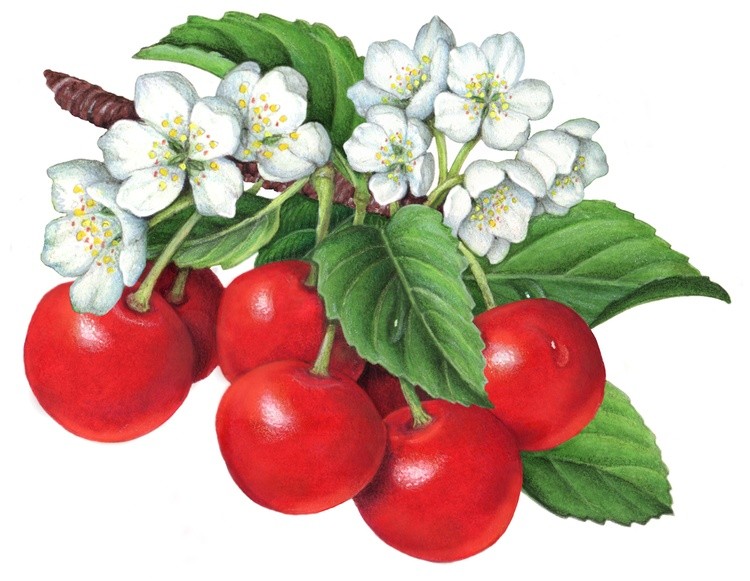 Cherries on a Branch