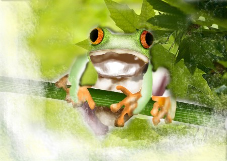 WildLife,Frog enjoying spring
