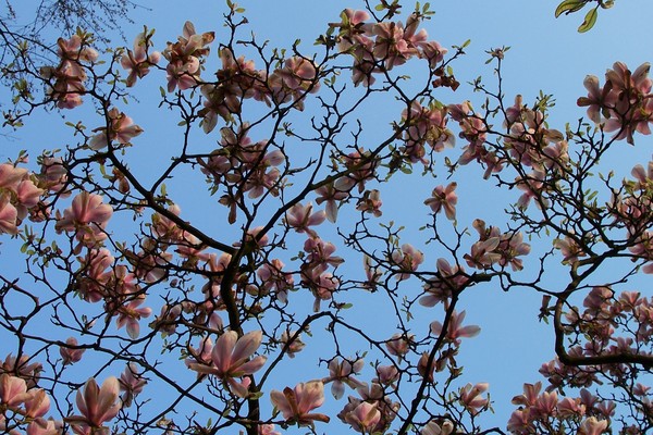blue sky magnolia