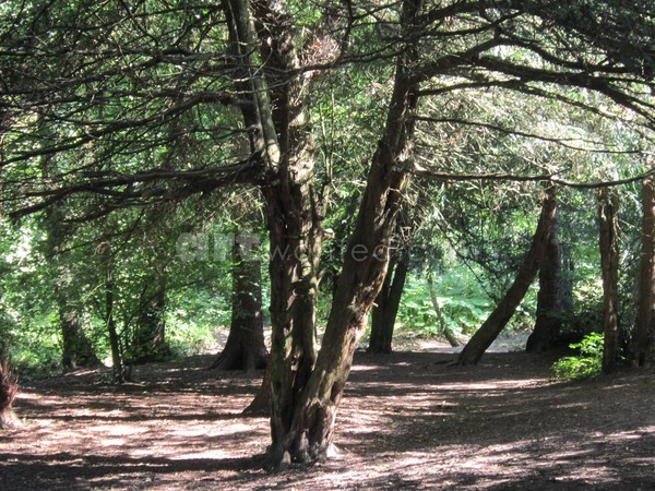 Sanctuary Woods