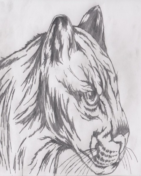 angry cougar