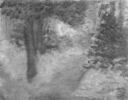 foggy woods blur