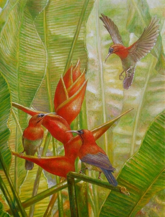 Crimson Sunbirds