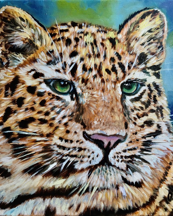 Leopard. Blue eyes. Feline look.