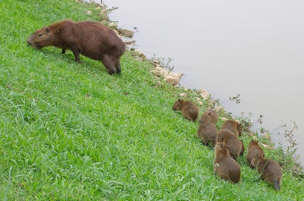happy capybara family