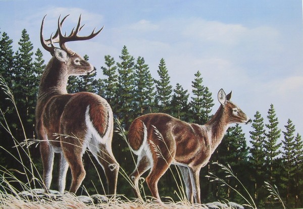 Timberline Whitetails