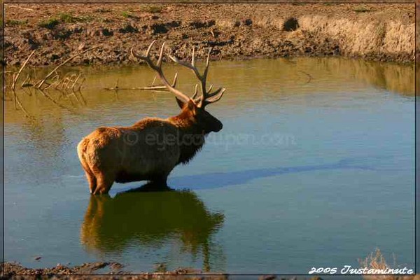 Shadow Elk