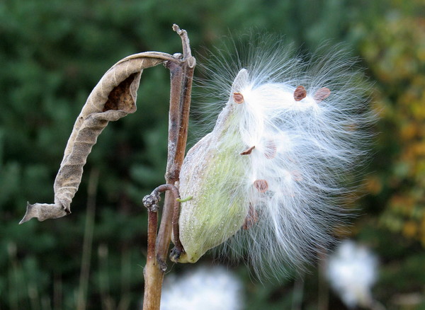 Milkweed