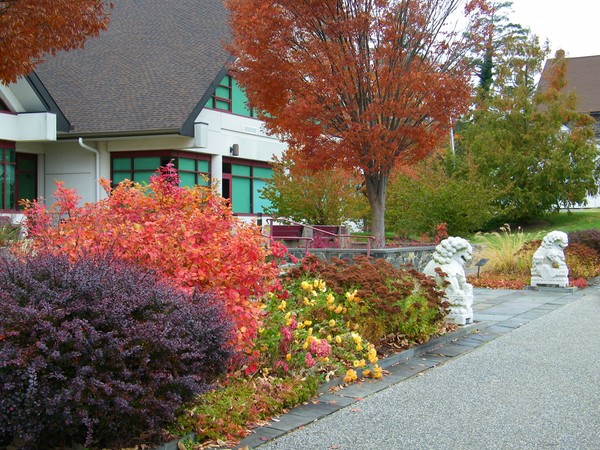 Fall Trees