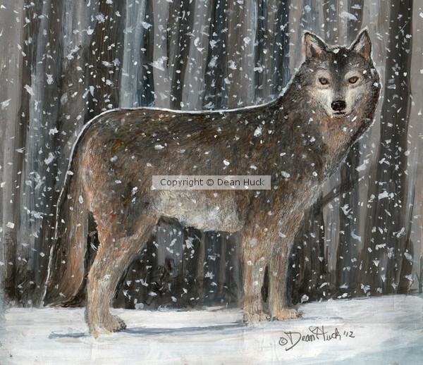 Snowbound Wolf