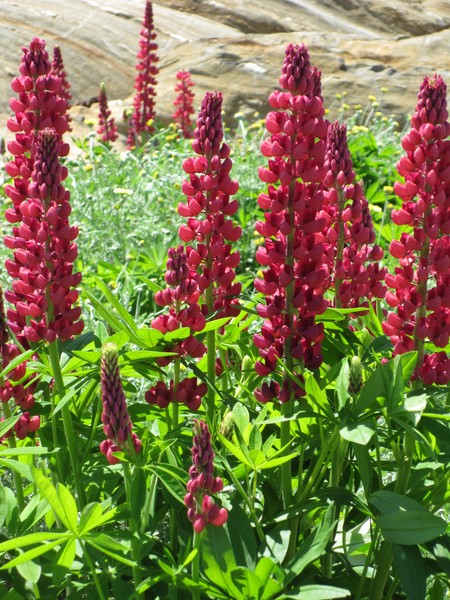 Red Lupins