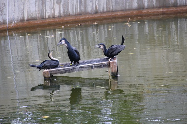 Neotropic cormorants displaying