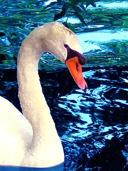 Swan Pose