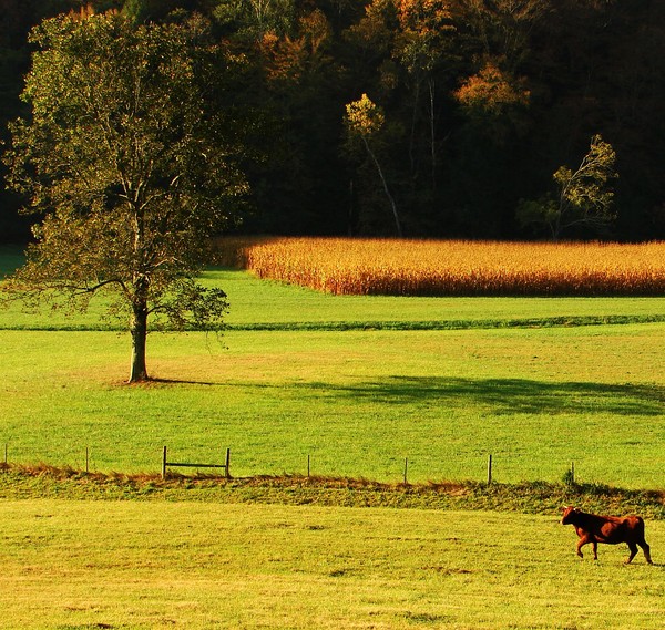 Farm Scene