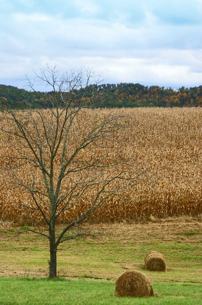 Favorite Road in Fall II