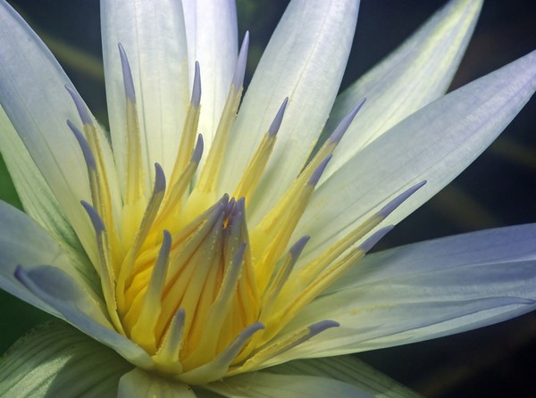 African Water Lilly