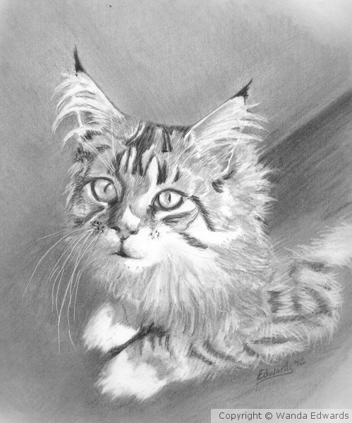 Maine Coon Kitten