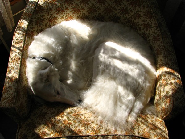 Kira the borzoi in a sunbeam