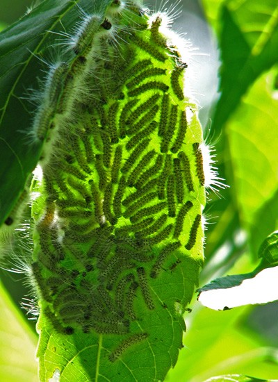 Catapillers on black walnut leaf