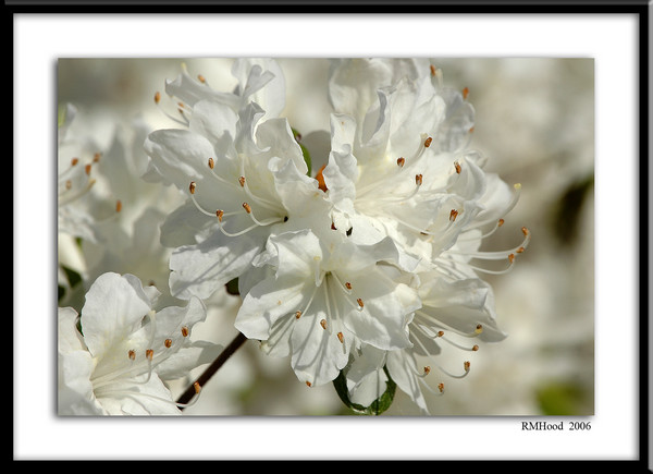 Spring White 2