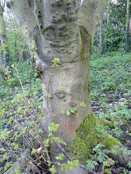 face in the tree
