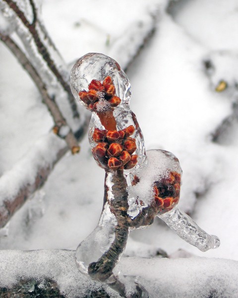 Frozen Tree Buds