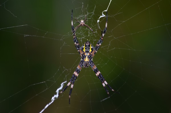 St. Andrews Cross Spider Family