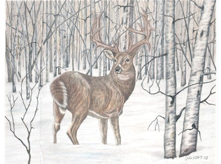 Deer, Whitetail Buck, Aspens, Winter scene