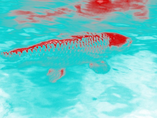 Blood Red Koi