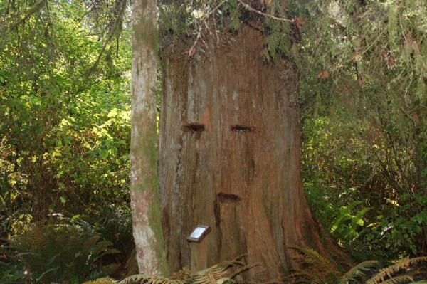 the 'face' of logging