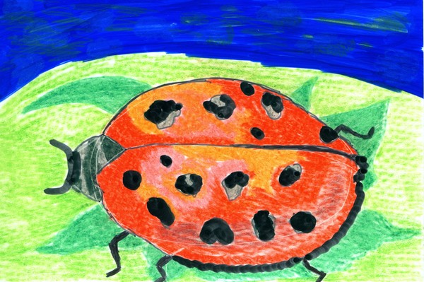 Ladybug