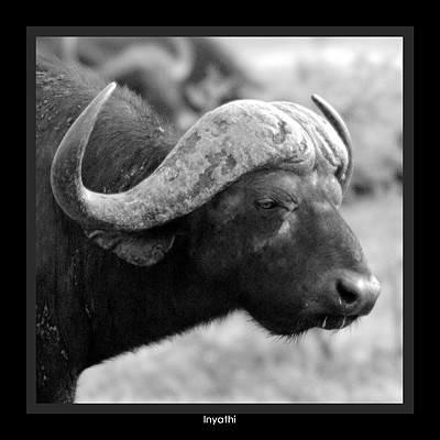 Inyathi - Buffalo